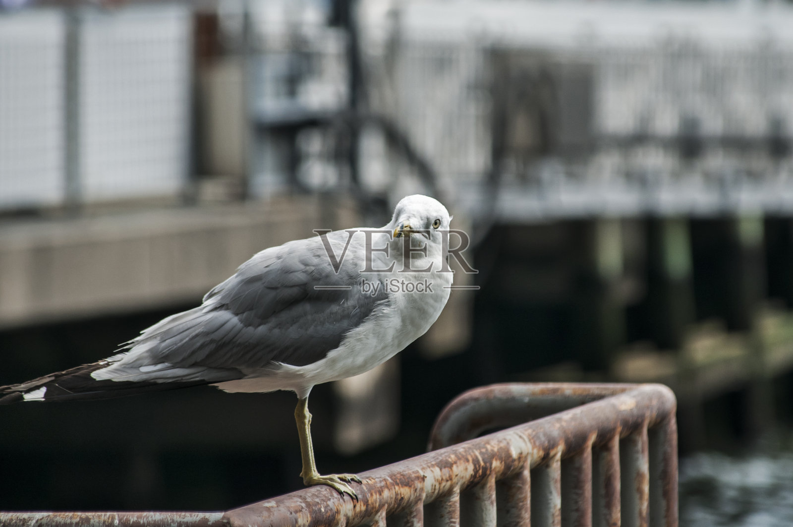 海鸥栖息在铁栏杆上照片摄影图片