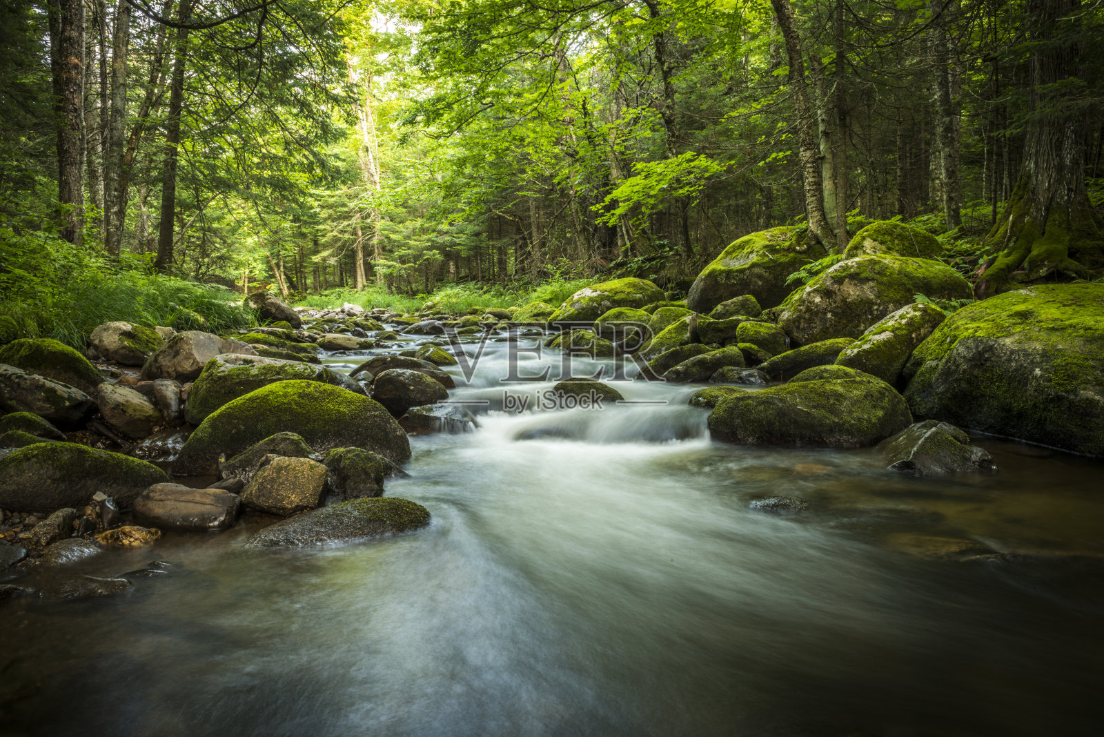 神奇的溪流在绿色森林的心脏照片摄影图片