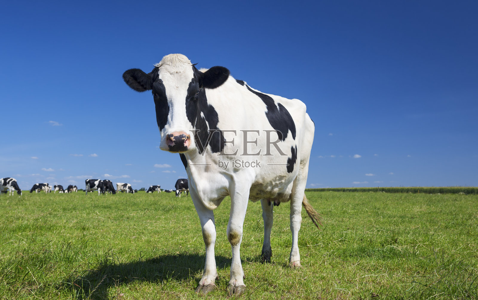 蓝天下的绿草上的牛照片摄影图片