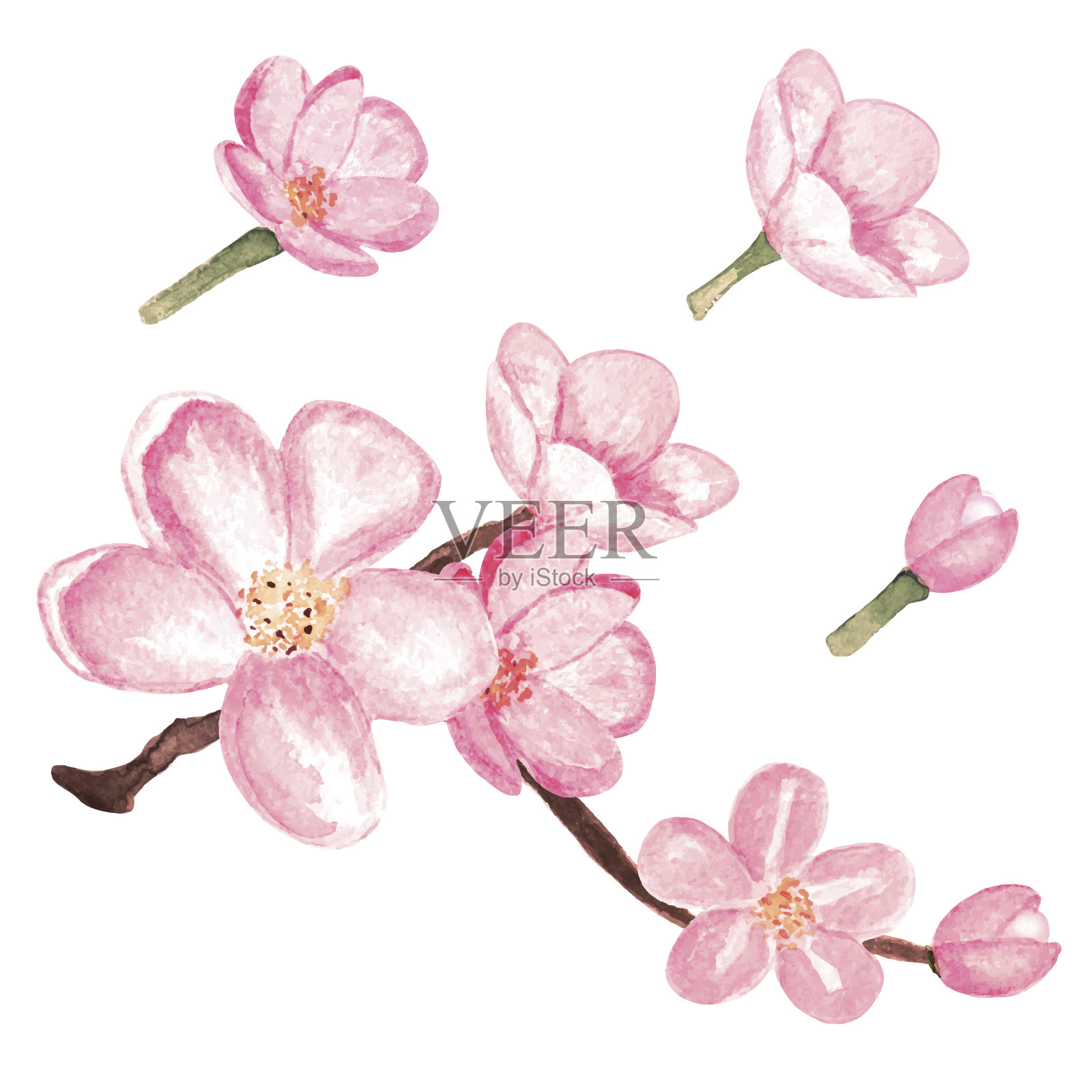水彩画樱花，粉红色的樱花树，花插画图片素材