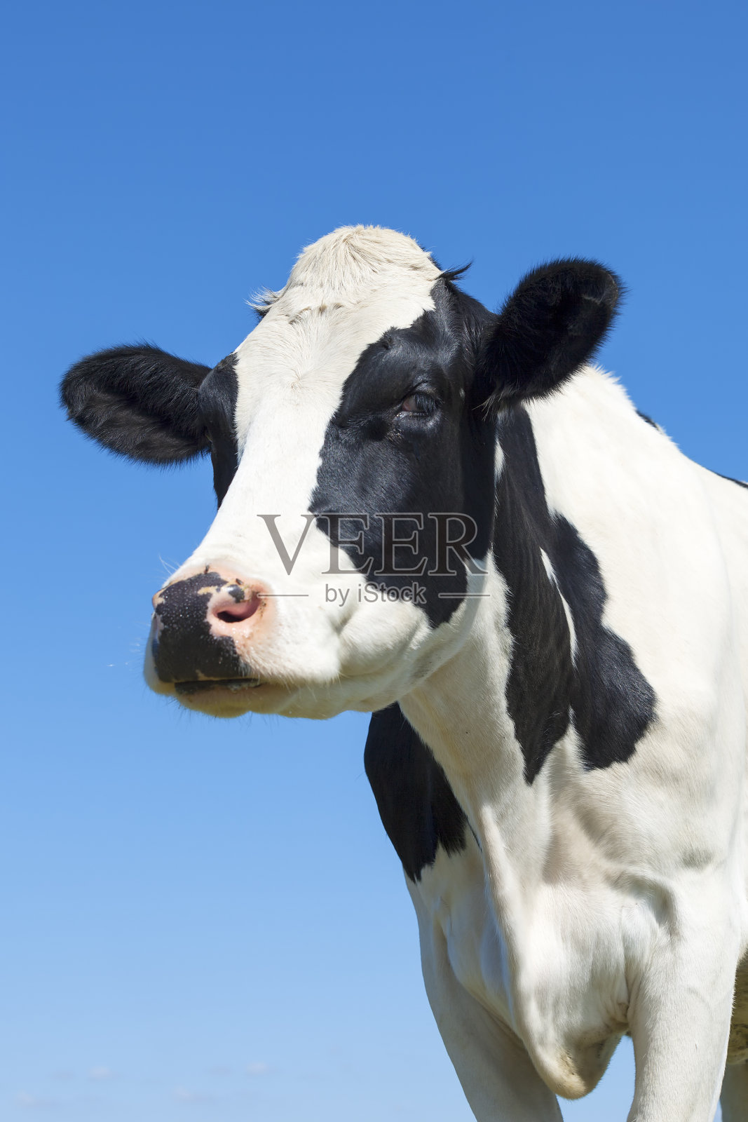 黑白奶牛的肖像照片摄影图片