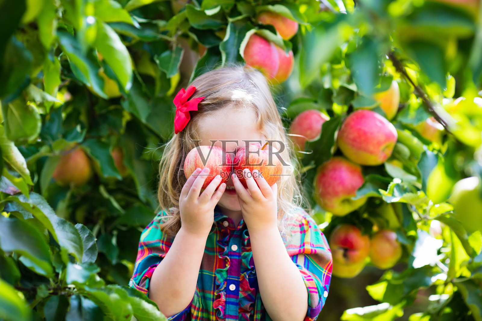 一个小女孩在果园的树上摘苹果照片摄影图片
