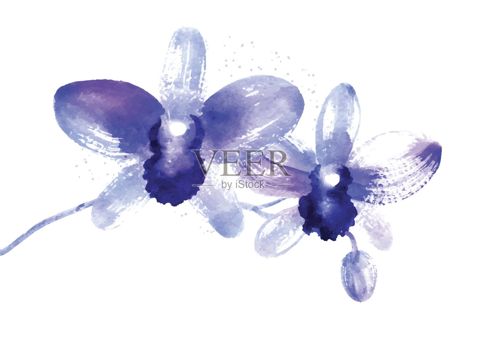 蓝色水彩兰花的一支插画图片素材
