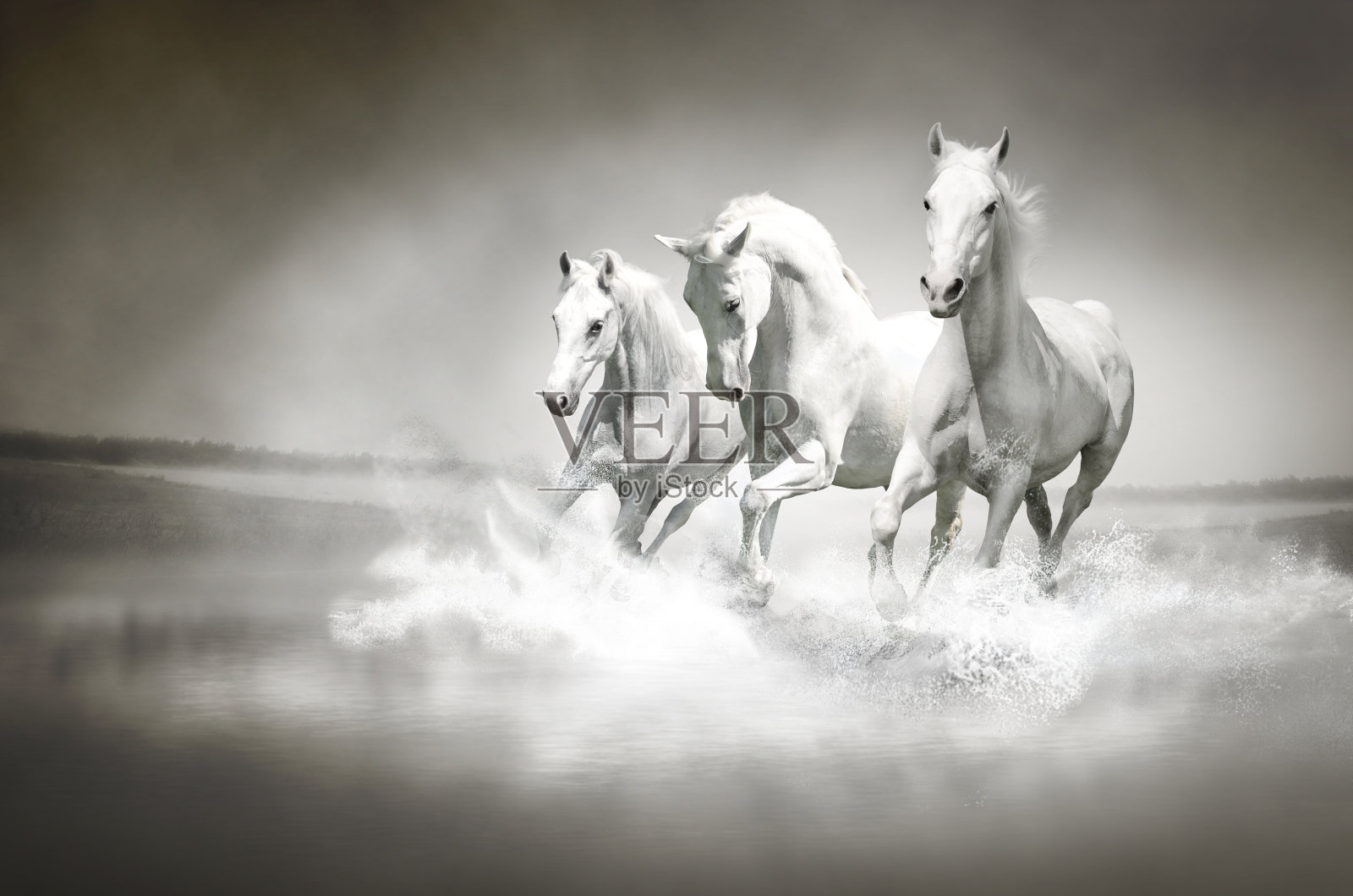 一群在水中奔跑的白马照片摄影图片