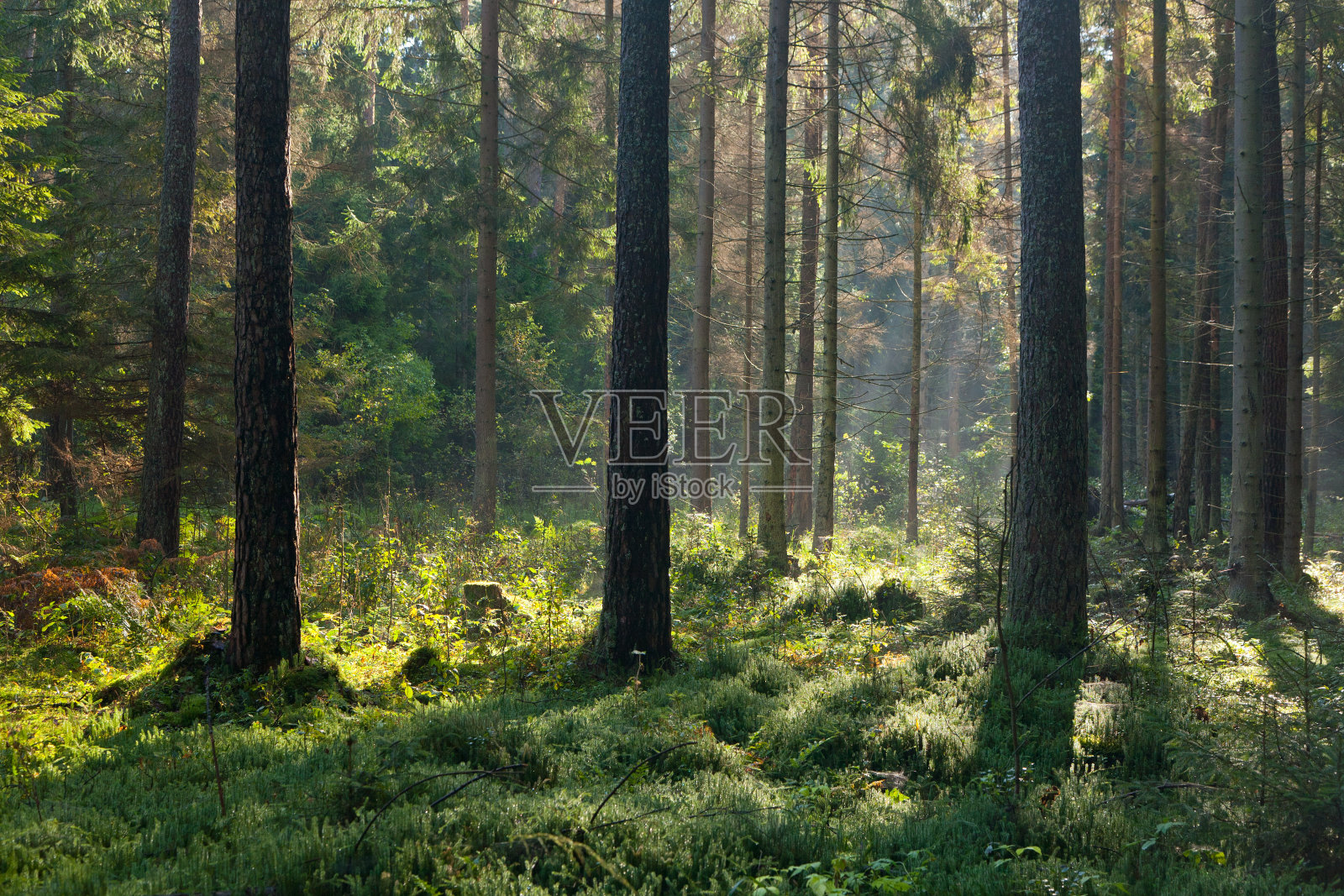 秋天的早晨，阳光进入森林照片摄影图片
