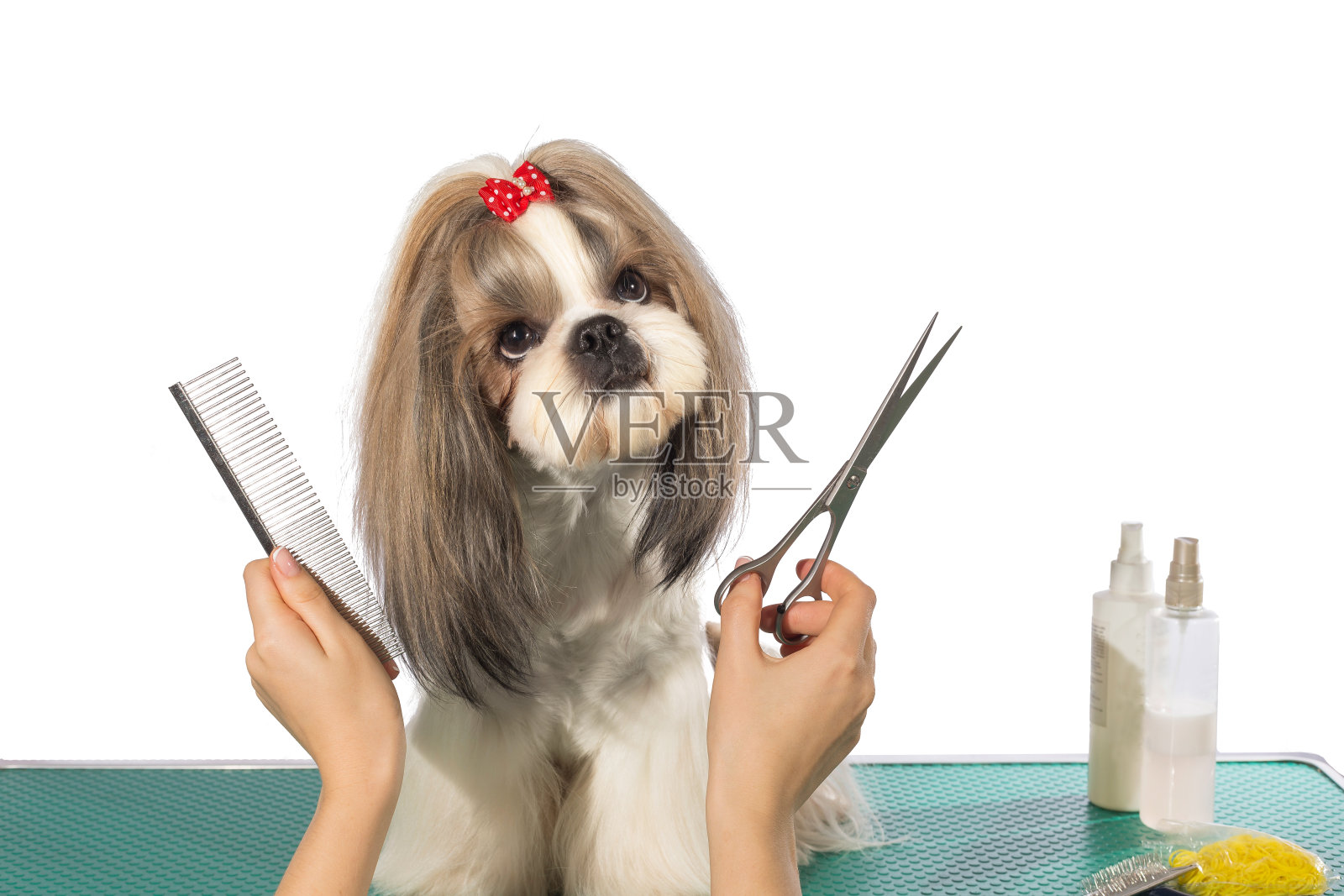 漂亮的西施犬在美容师的手中照片摄影图片