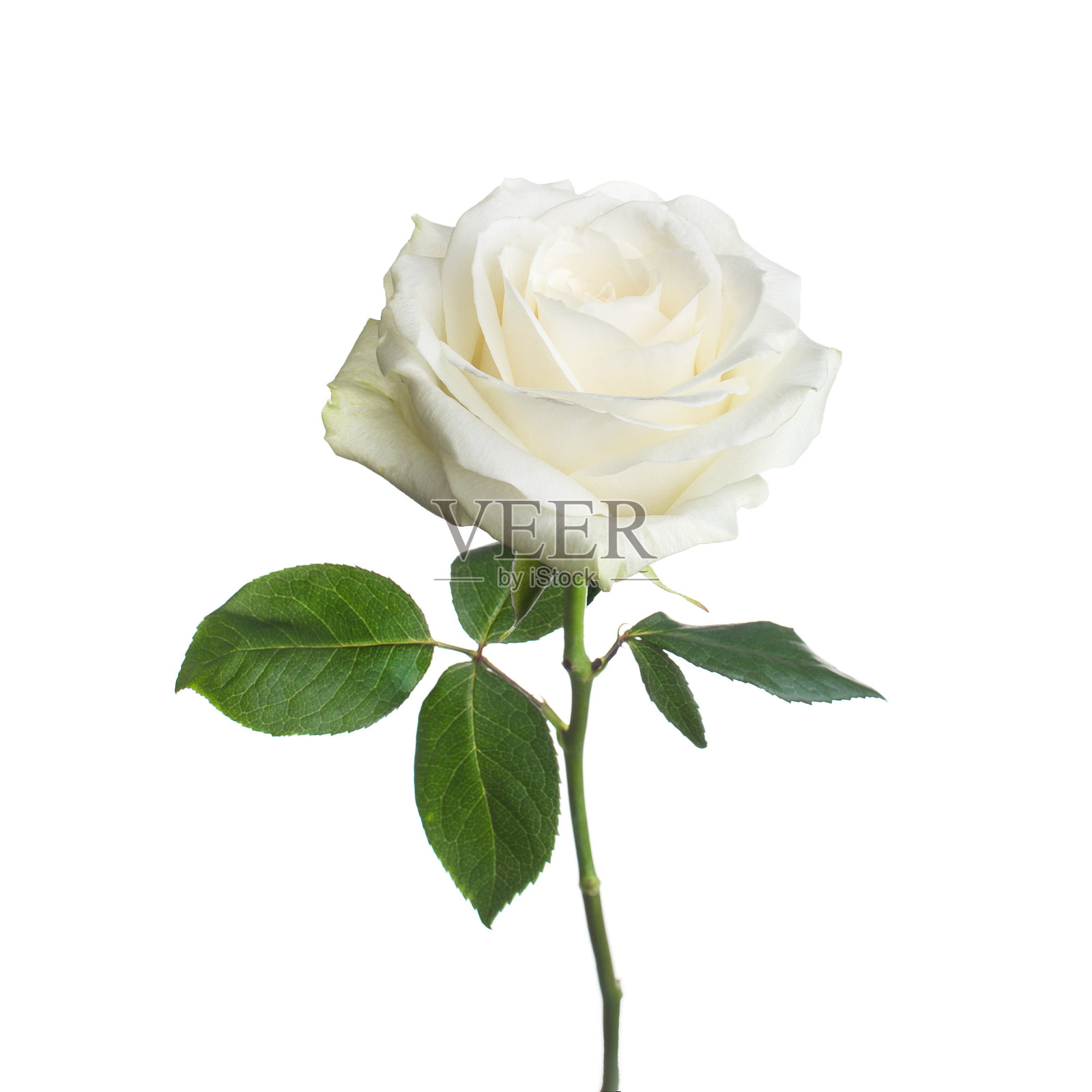 单瓣白色玫瑰，孤立背景照片摄影图片