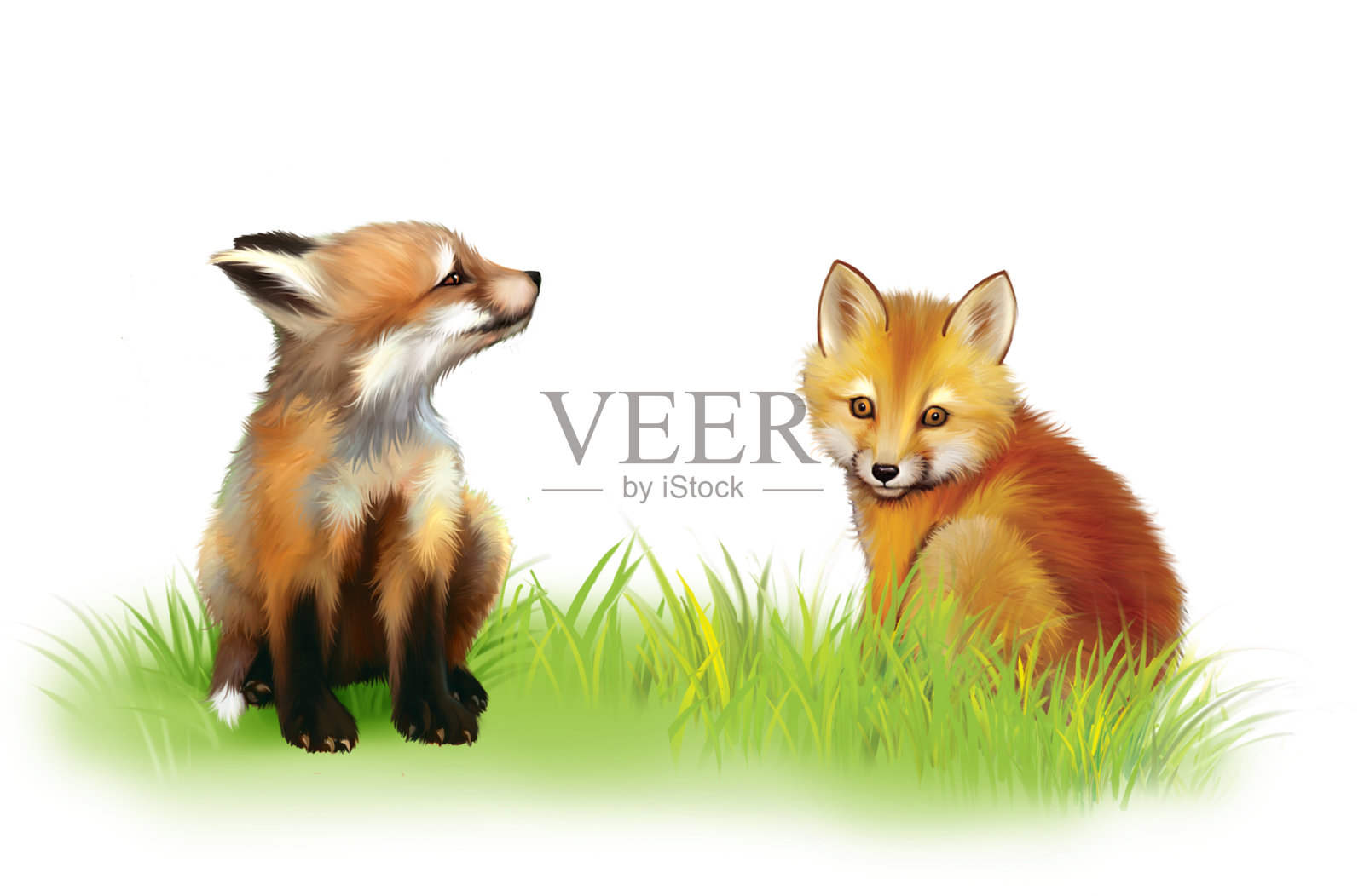 狐狸的出租车。两只小狐狸在草地上玩耍插画图片素材