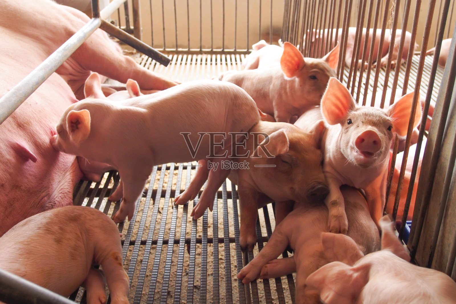 农场铁笼里的猪和小猪照片摄影图片