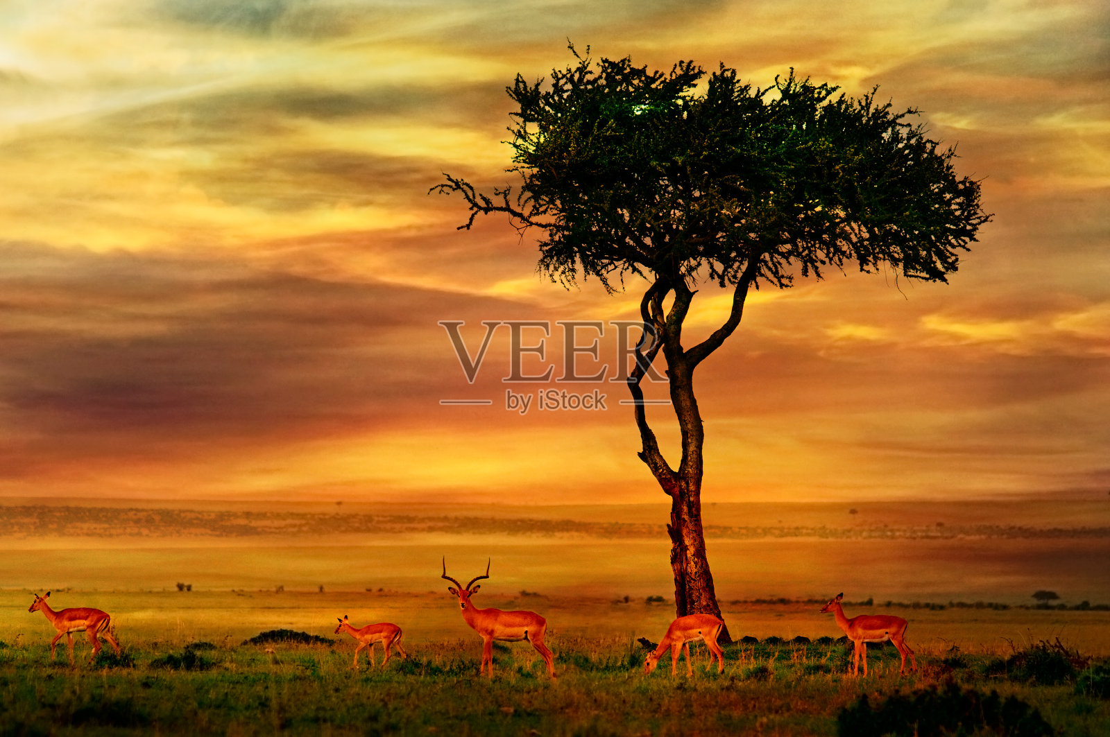 非洲日落背景的黑斑羚照片摄影图片
