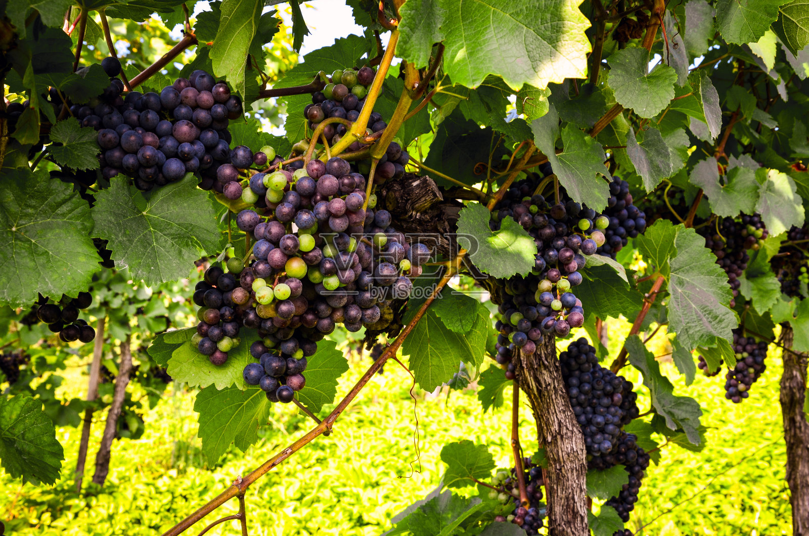 红酒:收获前葡萄园里的葡萄照片摄影图片