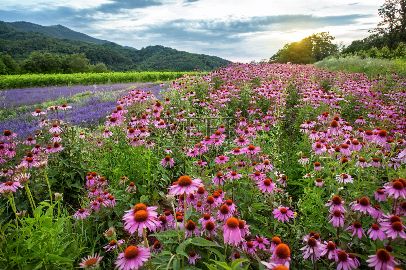 紫锥菊和薰衣草田照片摄影图片