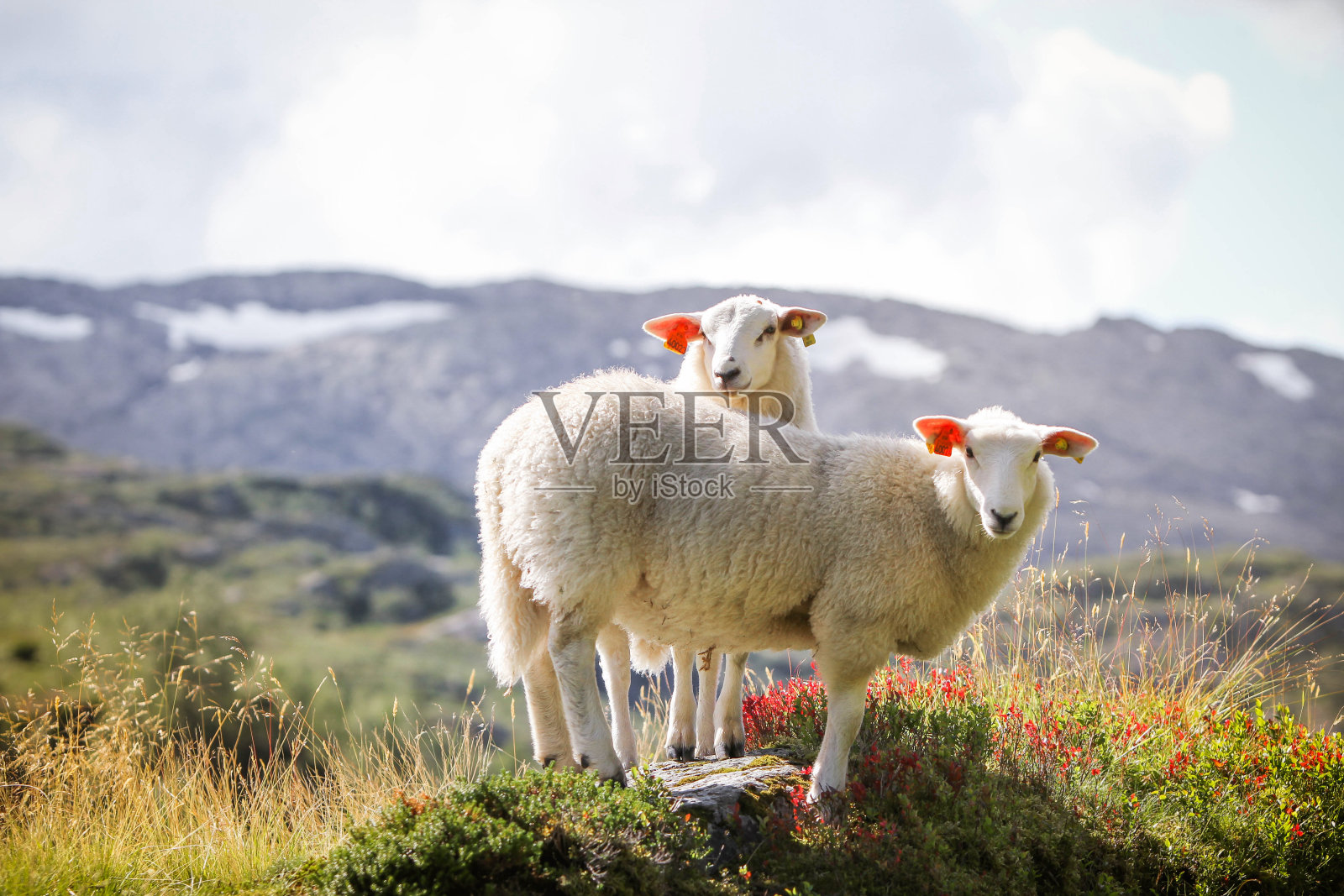两只羊在挪威的山上照片摄影图片