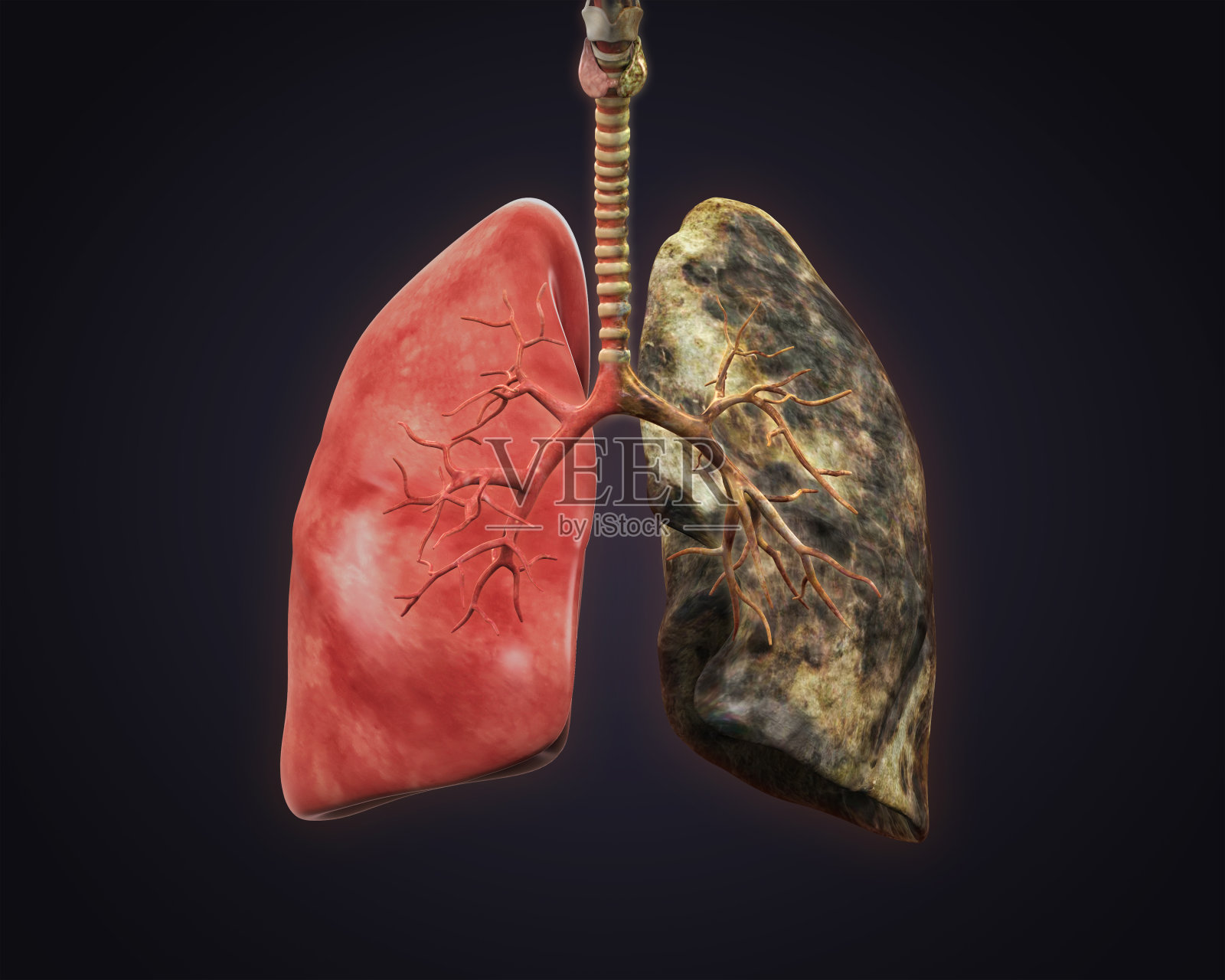 吸烟者与健康的肺照片摄影图片