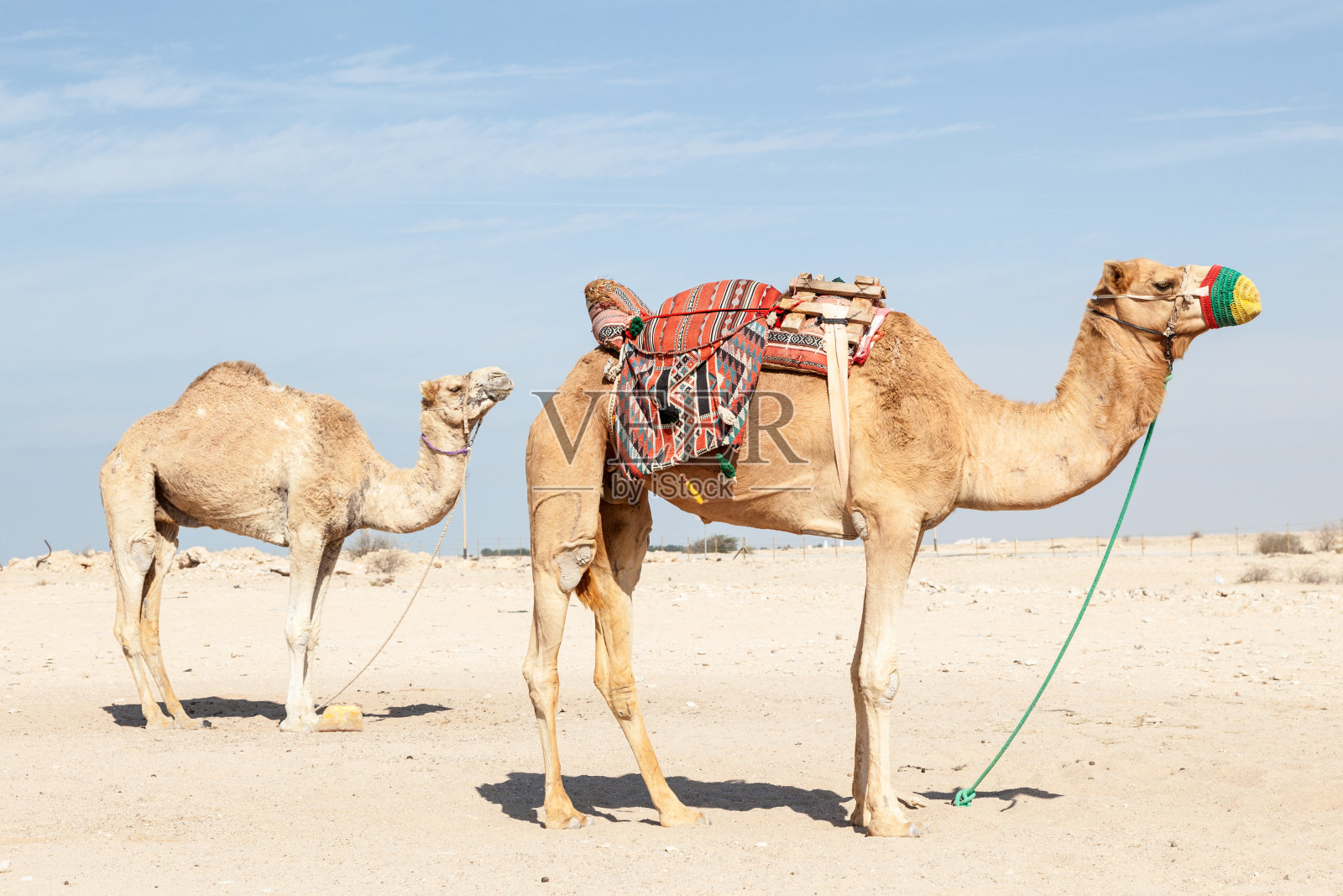 骆驼在卡塔尔照片摄影图片