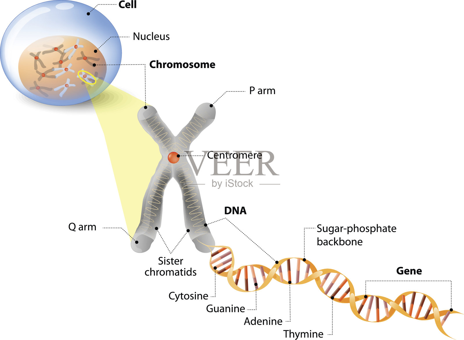 细胞，染色体，DNA和基因插画图片素材