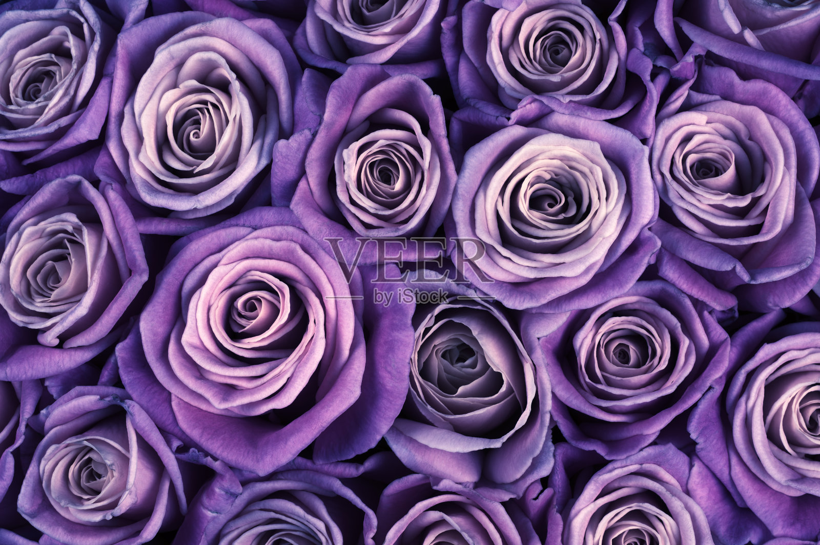玫瑰鲜花的背景照片摄影图片