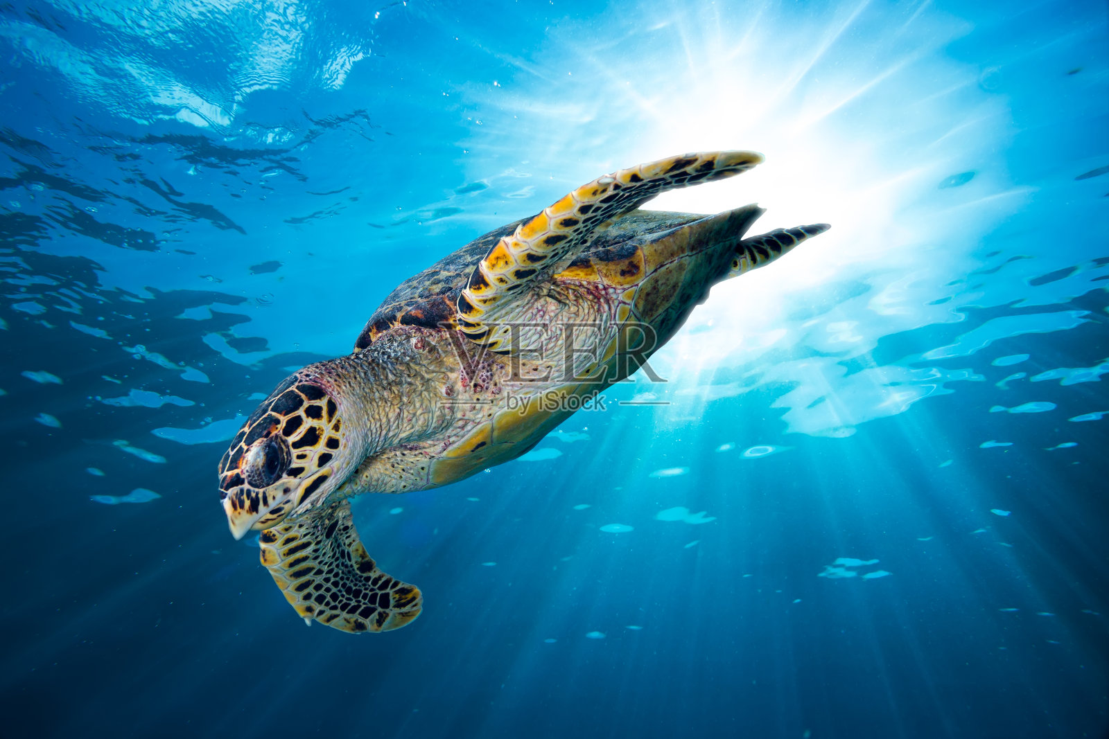 玳瑁海龟潜入深蓝色的海洋中照片摄影图片