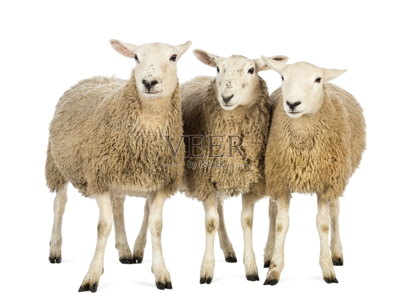 三只羊映衬着白色的背景照片摄影图片