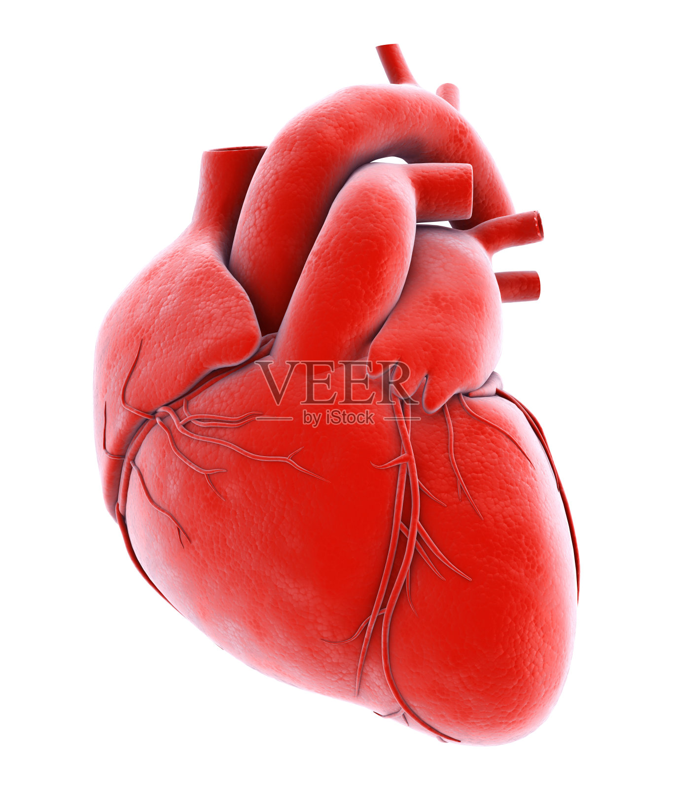 人体内部器官-人的心脏。照片摄影图片