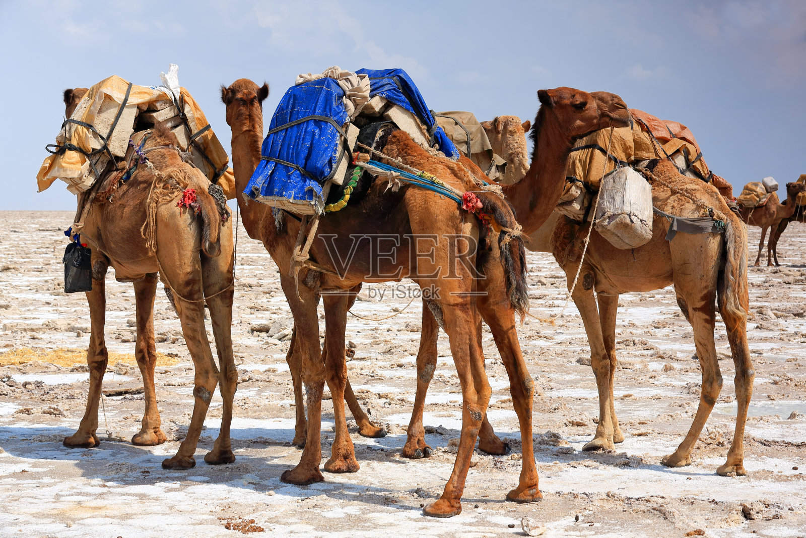 驮着鼹鼠盐片的单峰骆驼。Danakil-Ethiopia。0363照片摄影图片