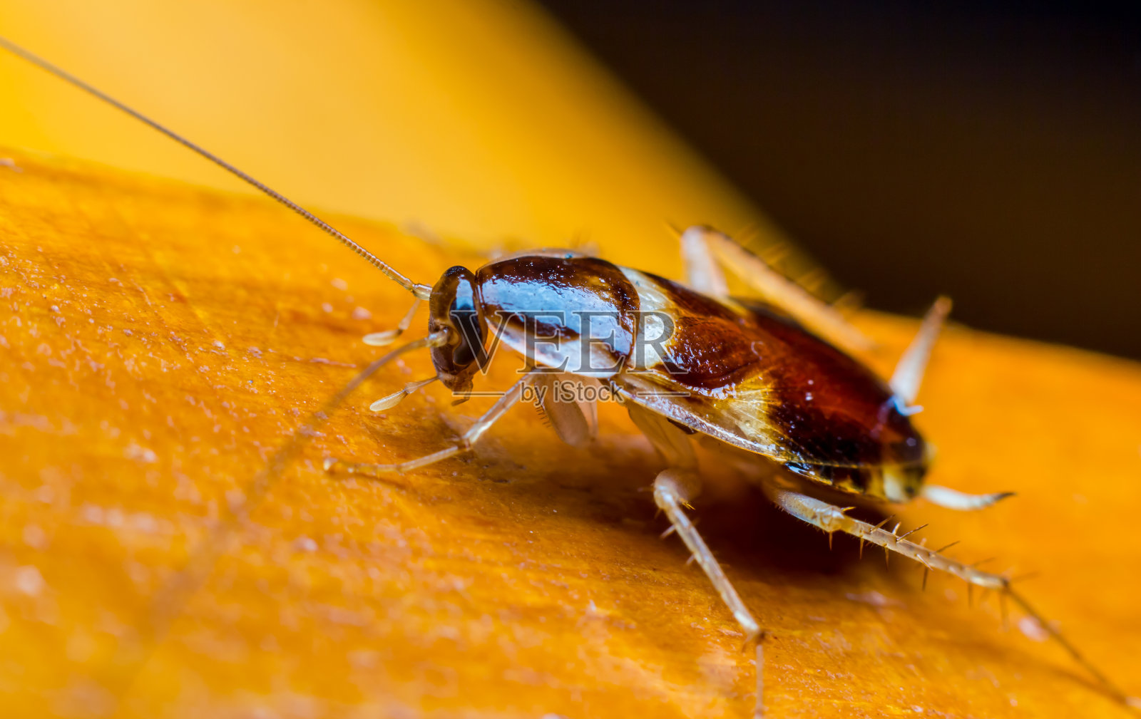300+张最精彩的“蟑螂”图片 · 100%免费下载 · Pexels素材图片