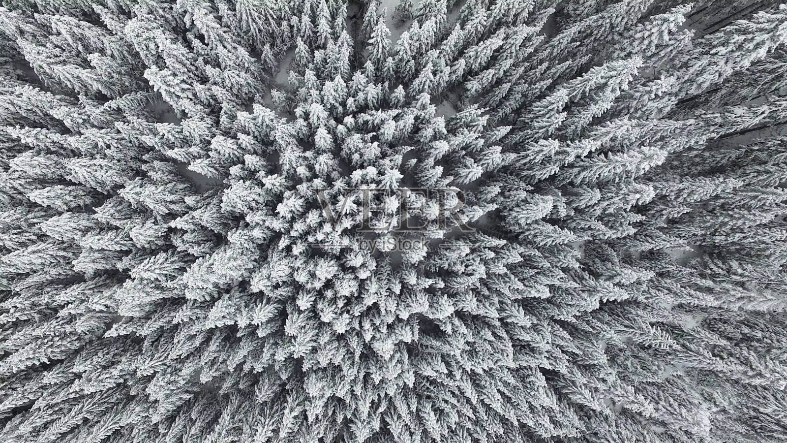 空中冰冻松林照片摄影图片