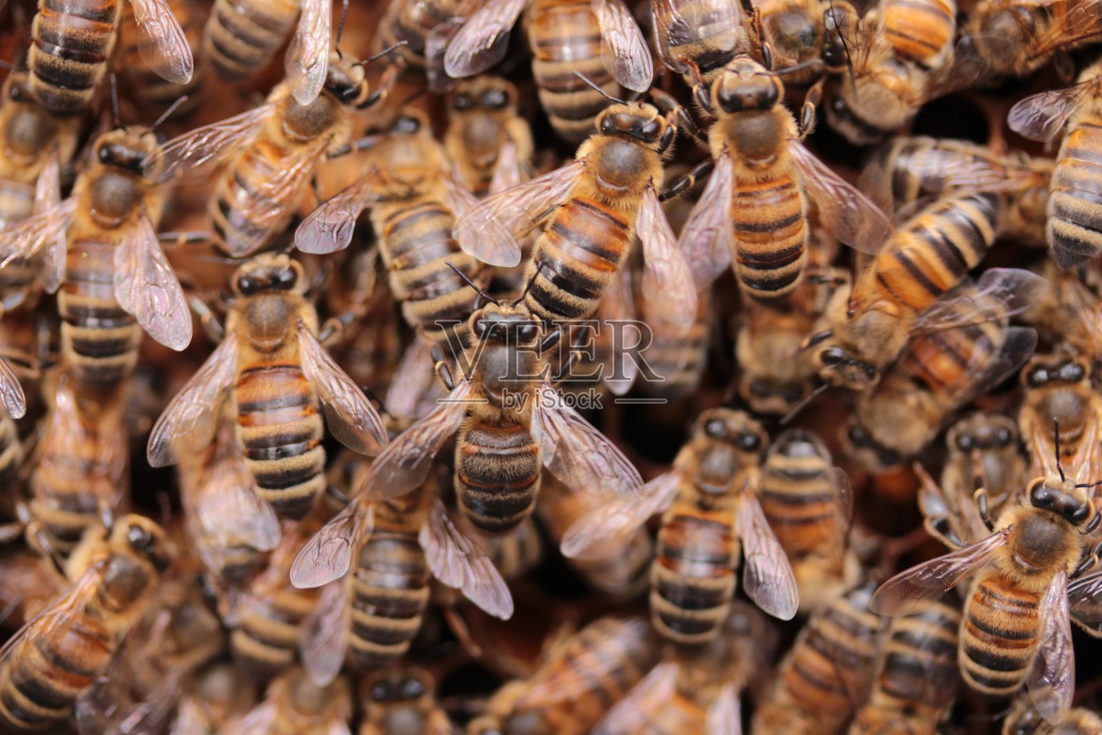 近距离观察几只蜜蜂在蜂巢里照片摄影图片