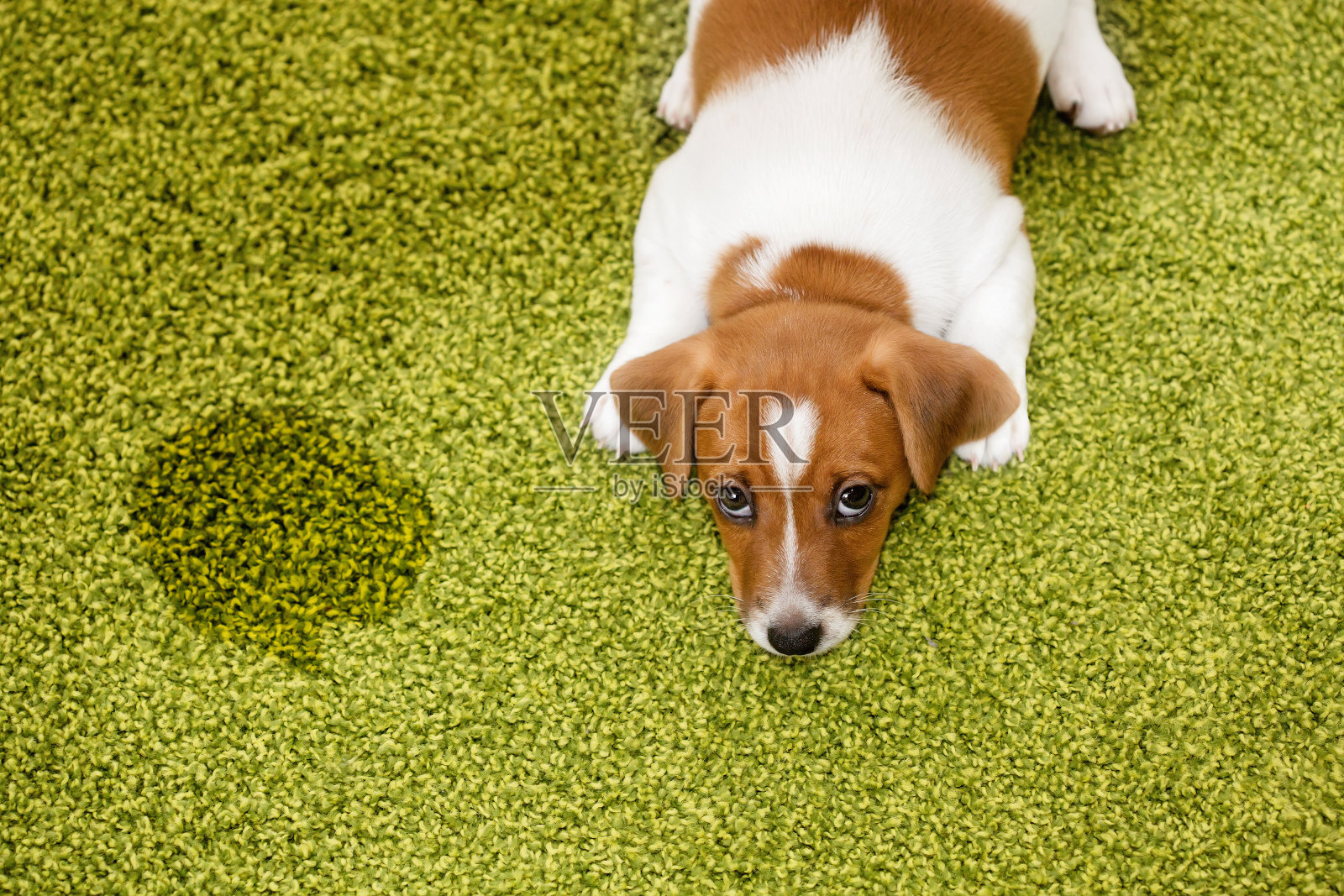 小狗躺在地毯上，内疚地抬头看。照片摄影图片