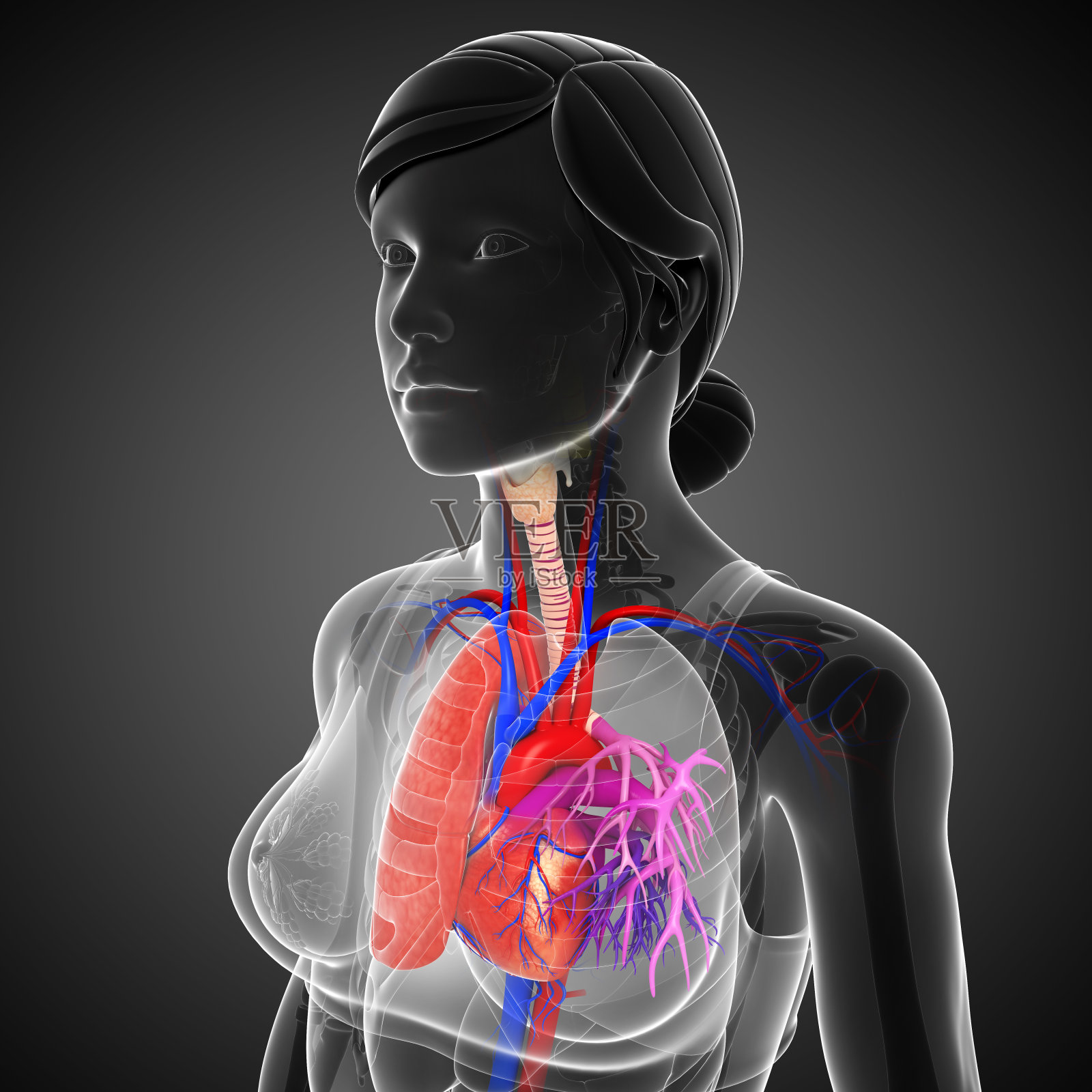 女性肺解剖照片摄影图片