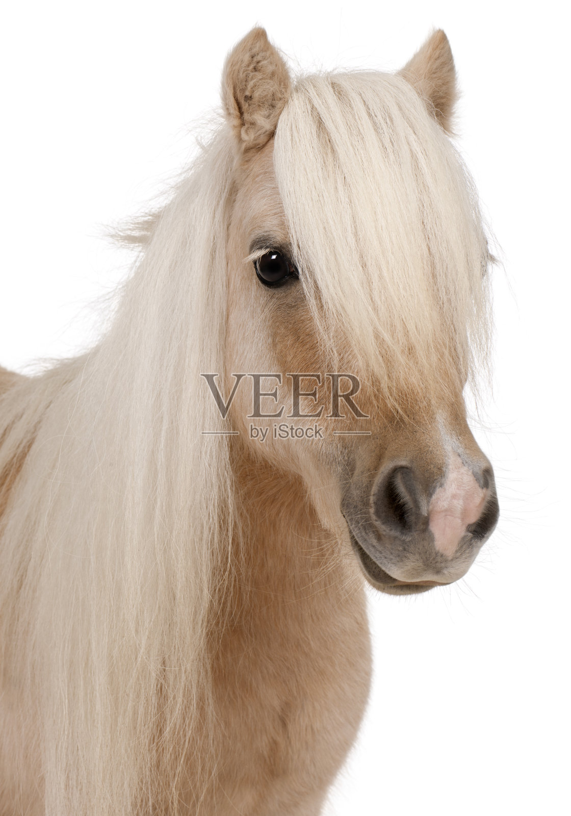帕洛米诺设得兰矮种马，三岁，照片摄影图片