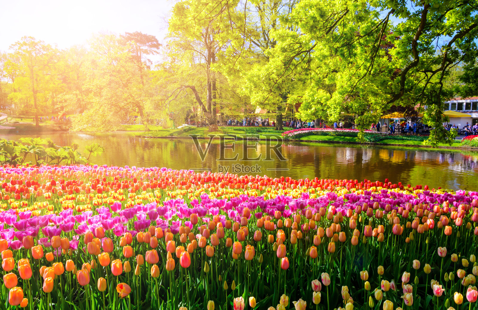 欧洲荷兰库肯霍夫公园里盛开的鲜花。照片摄影图片