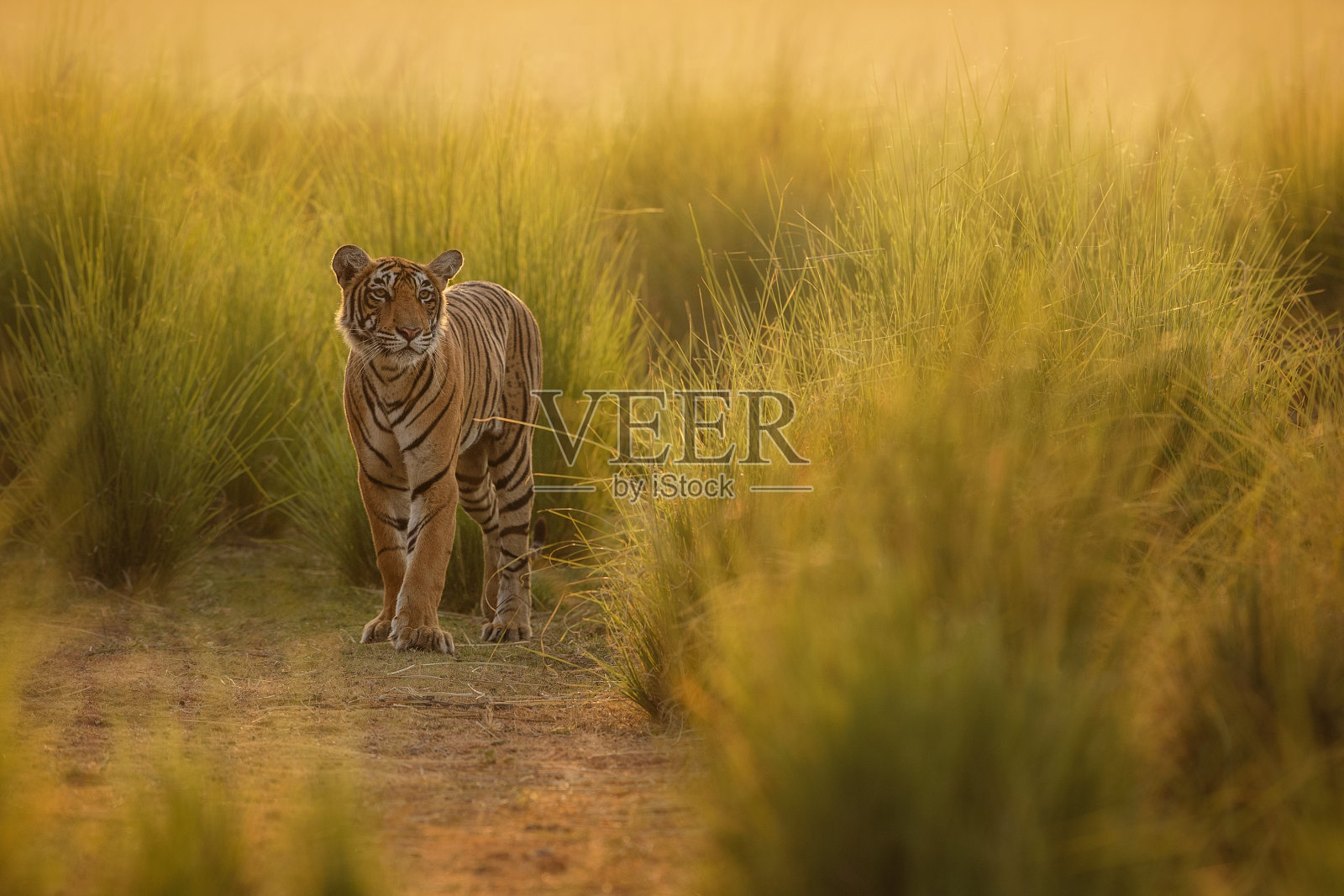 在兰坦波尔国家公园，老虎在美丽的金色光芒中照片摄影图片