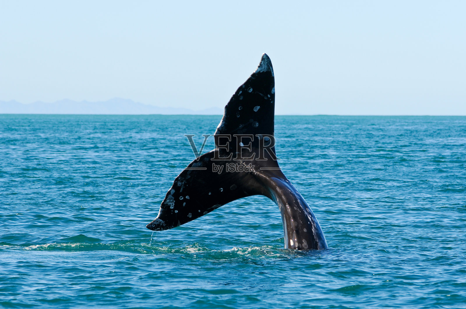 灰鲸whatching照片摄影图片