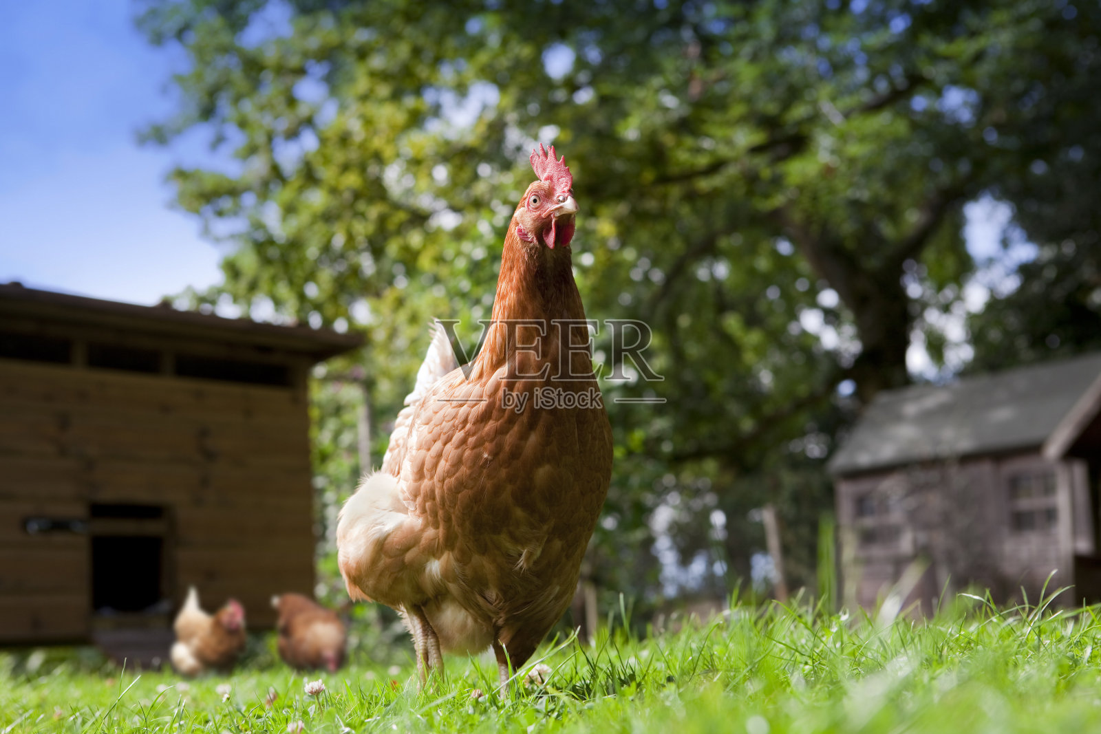在绿色草地里放养有机红母鸡照片摄影图片