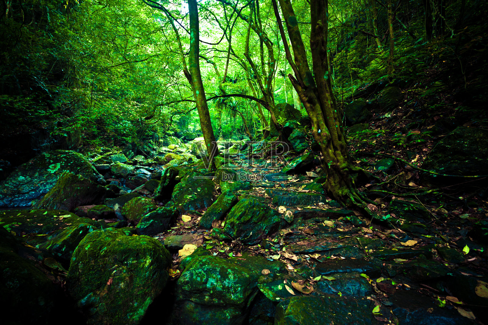 中国桂林华坪国家森林公园的原始森林照片摄影图片