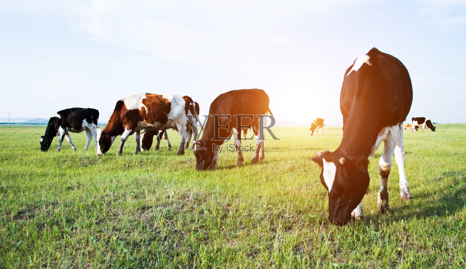 奶牛在绿色的田野上照片摄影图片