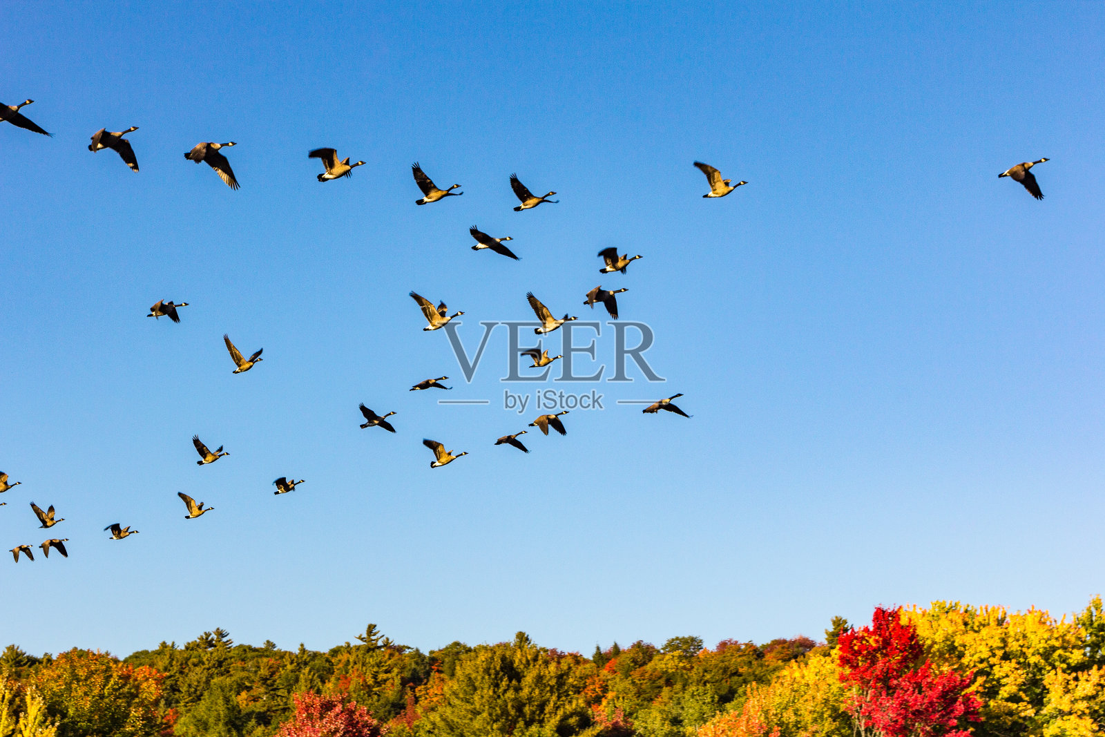加拿大鹅在秋天的风景起飞照片摄影图片