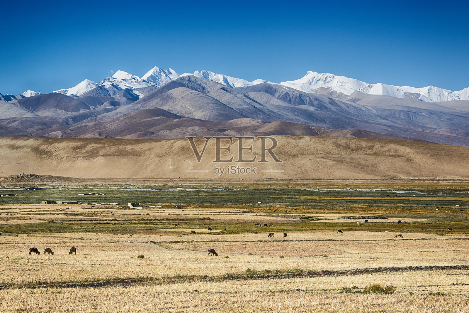 喜马拉雅山前的西藏村庄和放牧的牦牛照片摄影图片