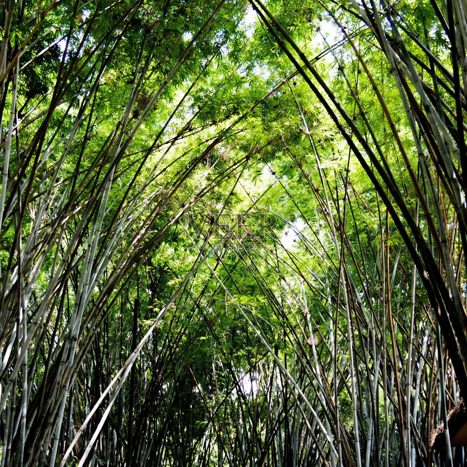 中国的竹林照片摄影图片