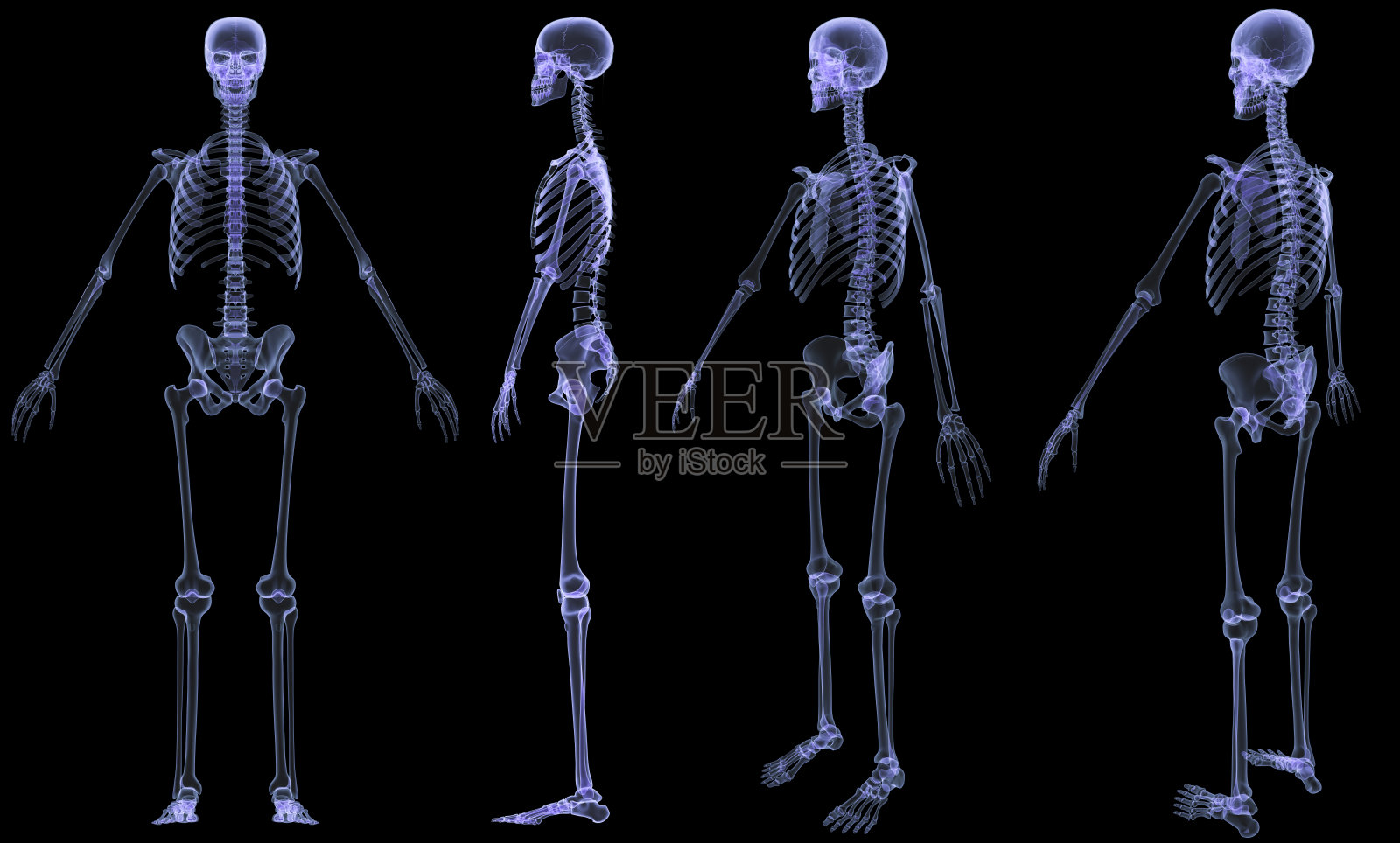 Skeleton-4观点x射线照片摄影图片