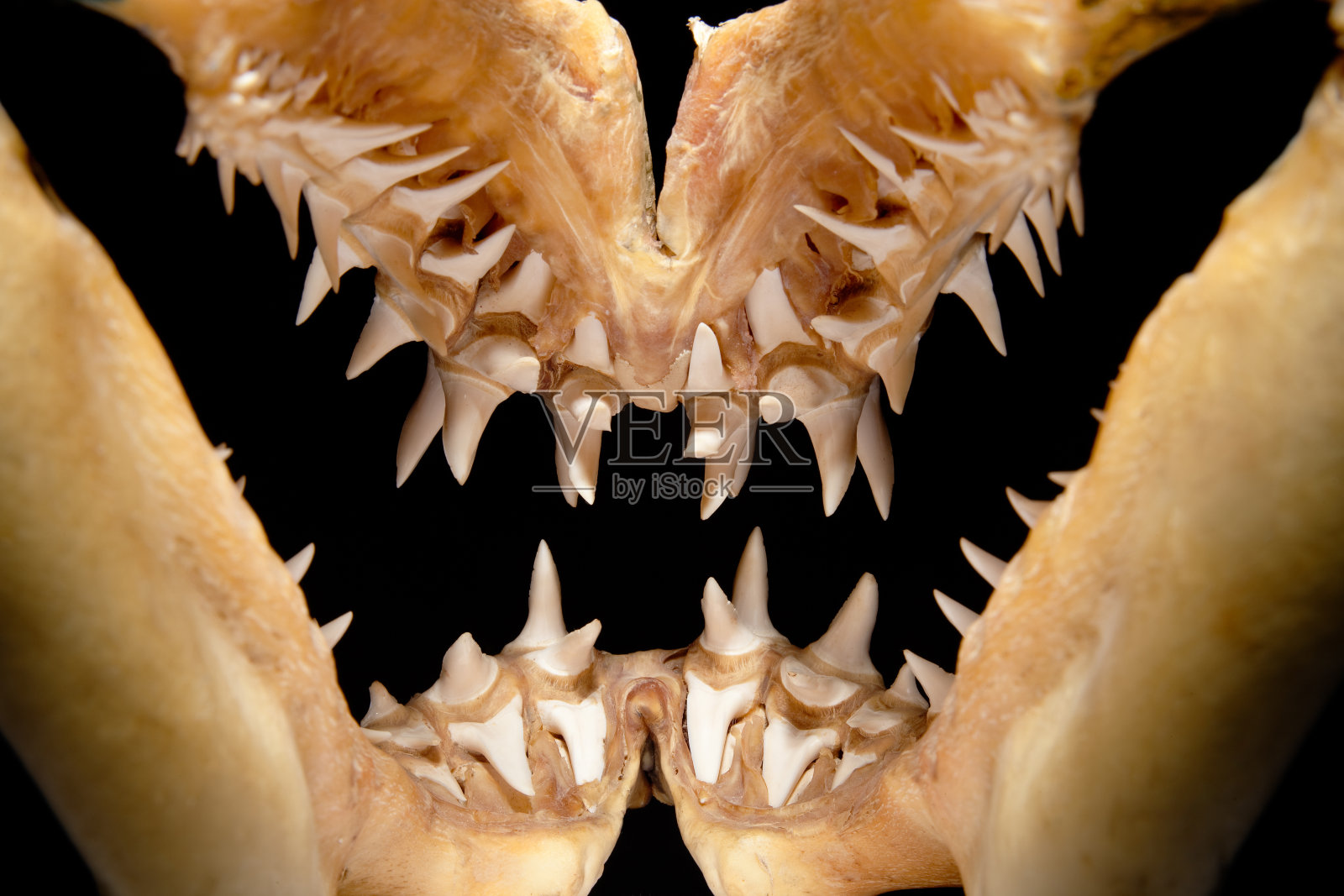 灰鲭鲨的颌部可怕的牙齿轮廓照片摄影图片