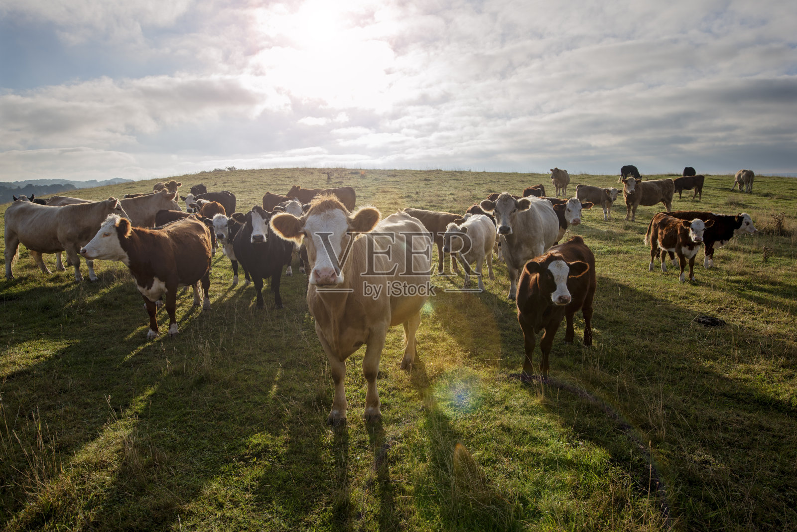 西门塔尔和赫里福德田野里的奶牛。照片摄影图片