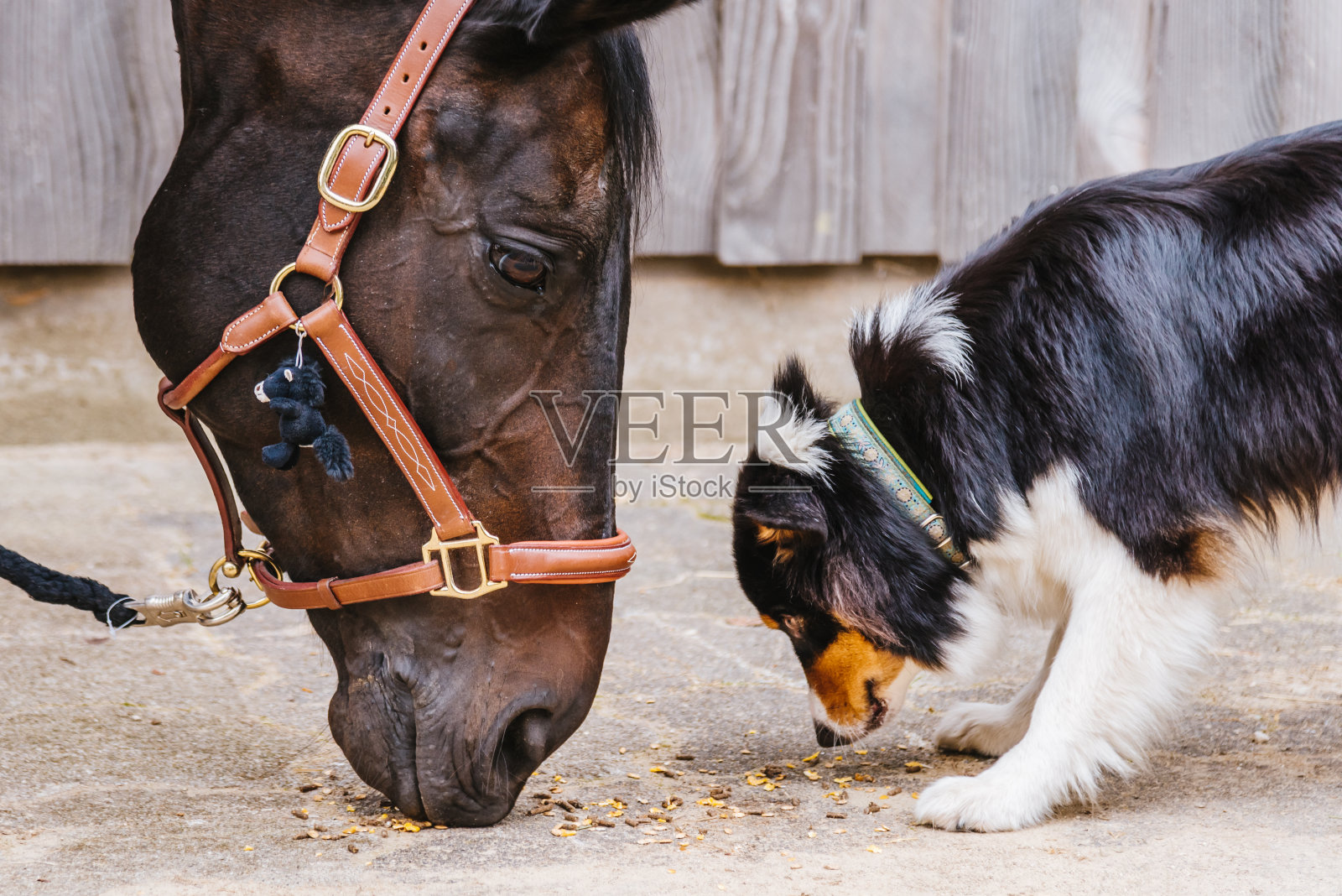 骑马的马和可爱的狗在一起照片摄影图片