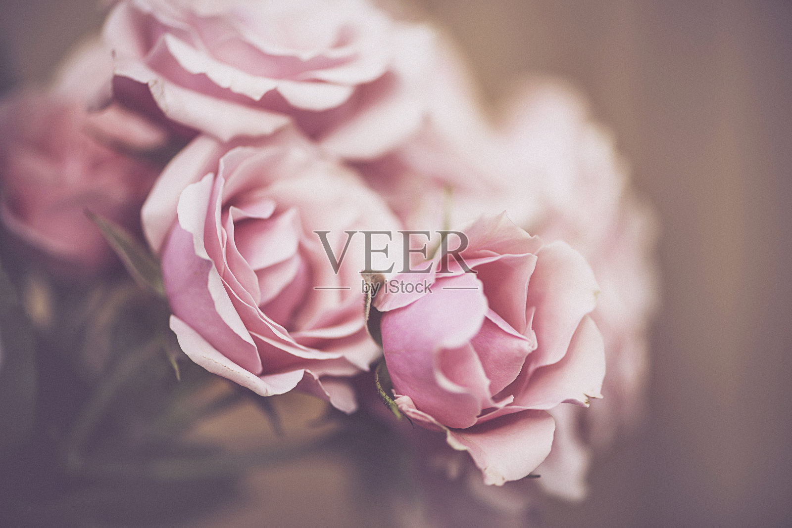美丽的粉红玫瑰背景照片摄影图片