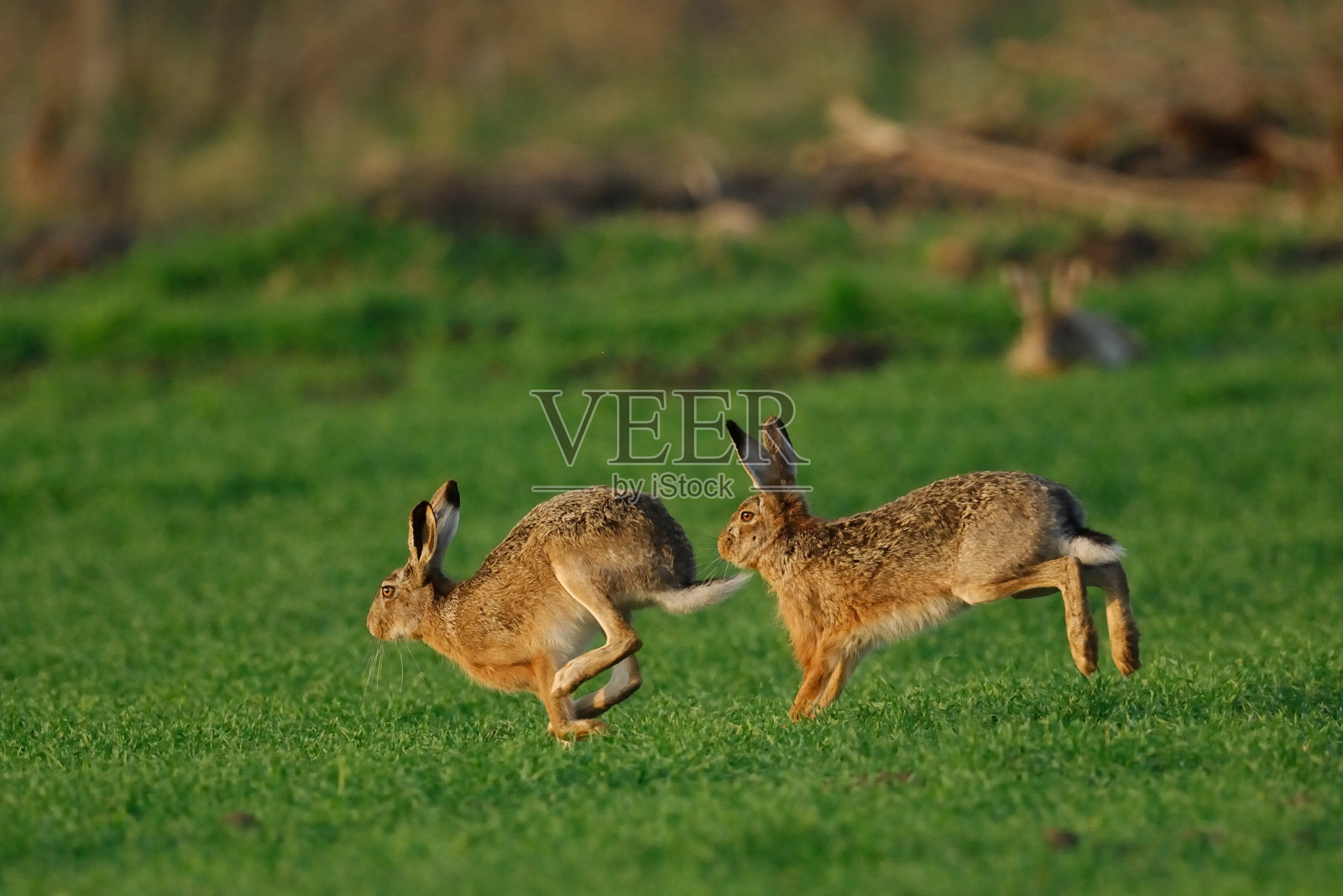 野兔(欧洲Lepus europaeus)照片摄影图片