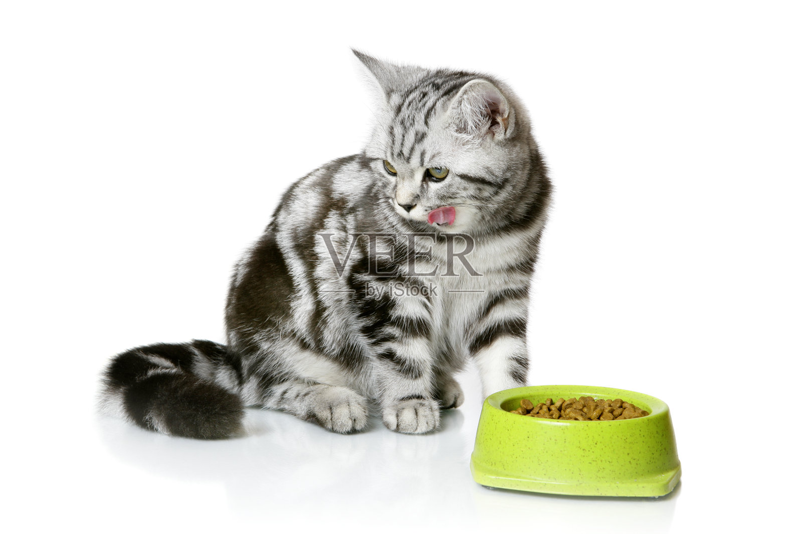 吃干粮的漂亮小猫(白色孤立)照片摄影图片