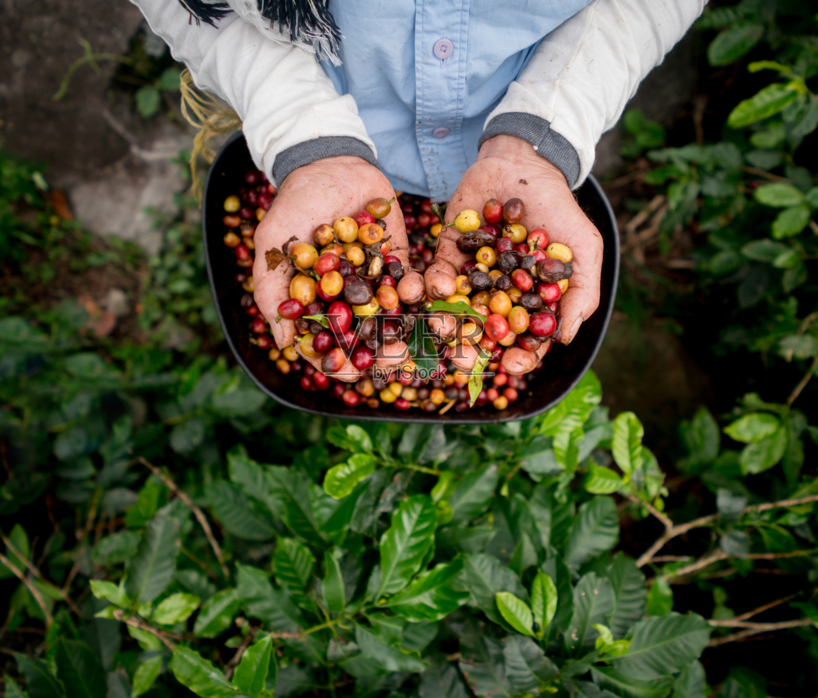 在农场收集生咖啡豆照片摄影图片