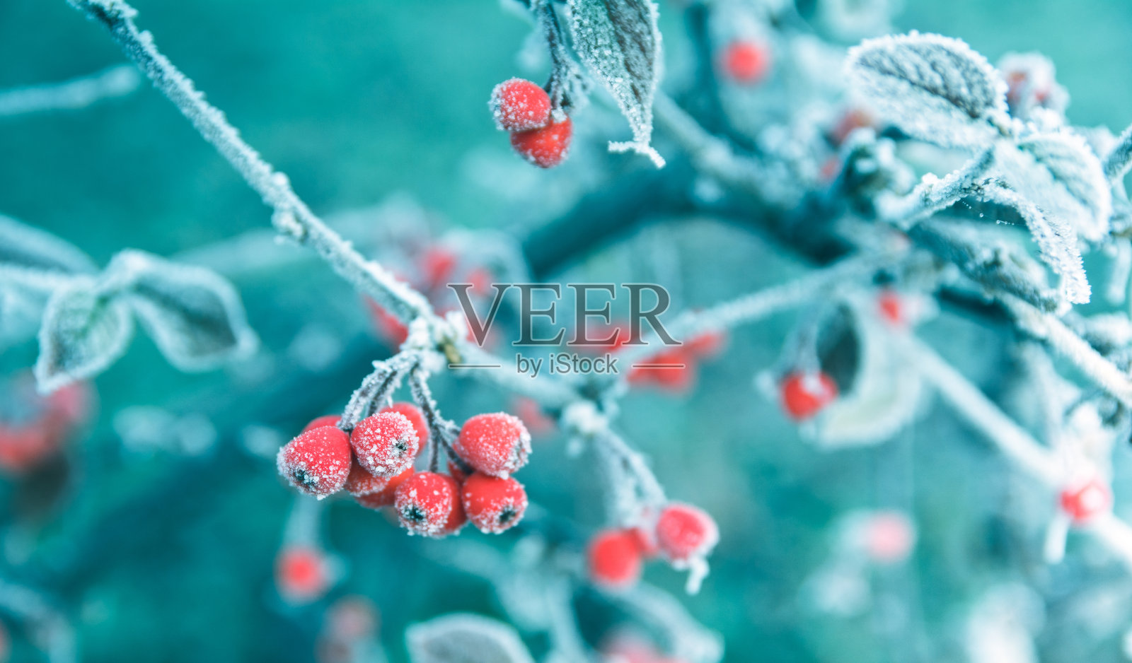 在树枝上结霜的红浆果，冬天的背景插画图片素材