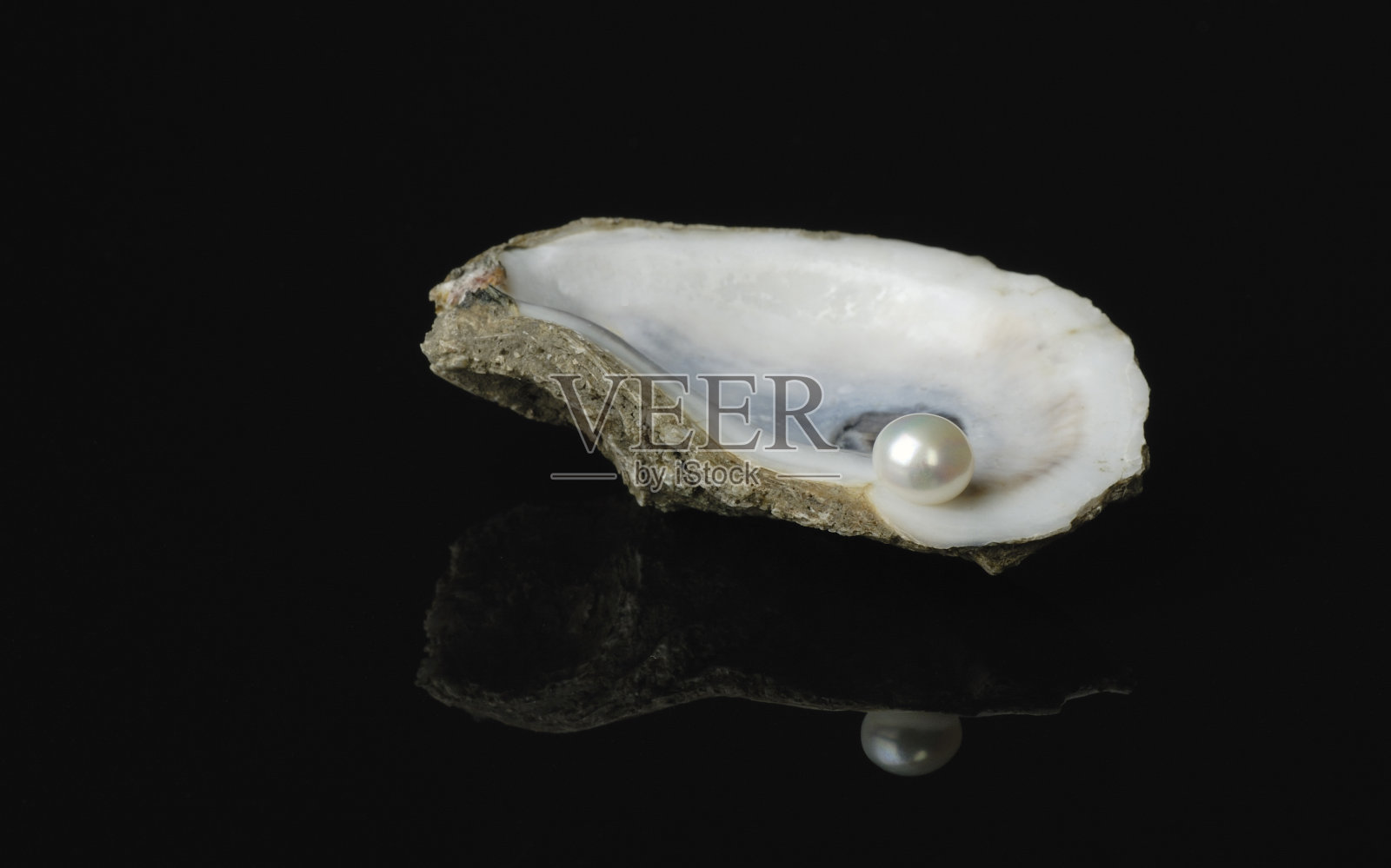 牡蛎壳中的珍珠照片摄影图片